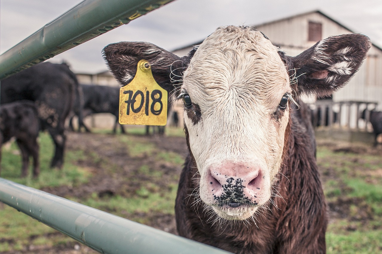 Cattle Herder Stock Program Investment